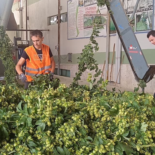 Bilecik'te şerbetçi otu üreticileri hasada başladı