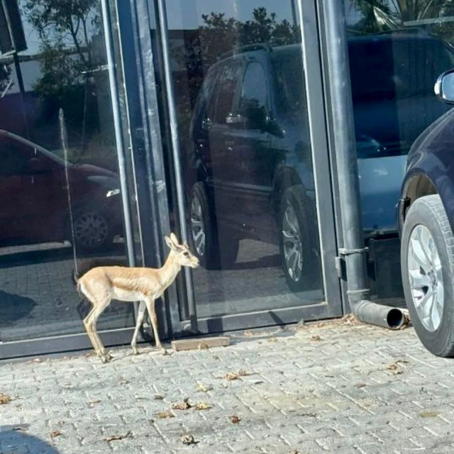 İş insanının, villasının bahçesinde beslediği yavru ceylan kaçtı