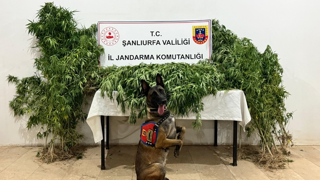 Şanlıurfa'da uyuşturucu operasyonunda 12 şüpheli yakalandı