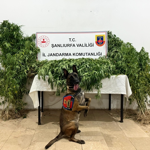 Şanlıurfa'da uyuşturucu operasyonunda 12 şüpheli yakalandı