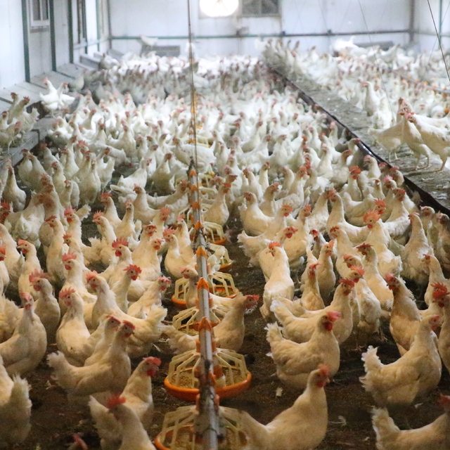 Ordu'da yıllık yumurta üretimi 45 milyona yükseldi