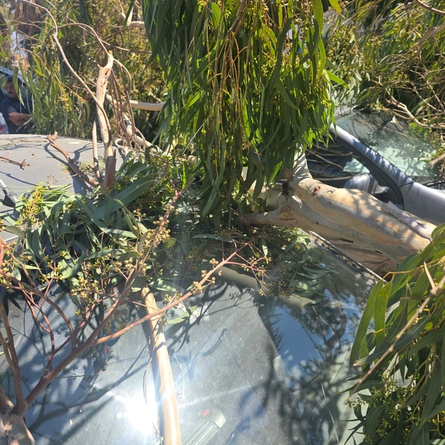 Datça'da devrilen ağaç dalları 2 araca zarar verdi