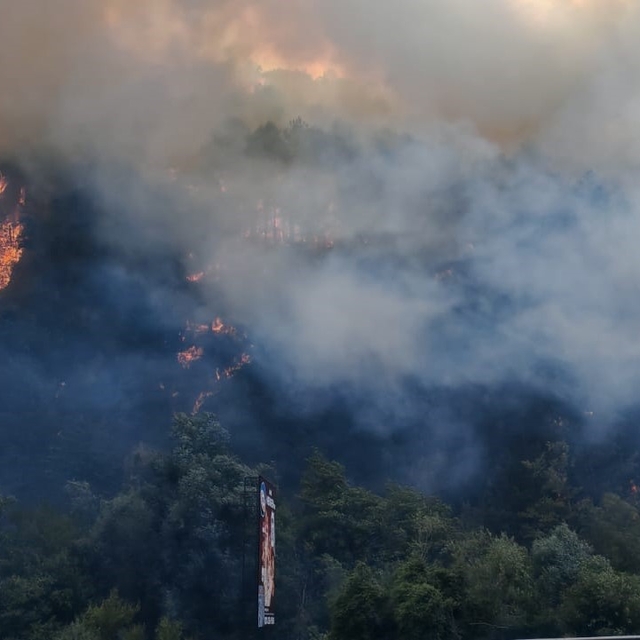 Bolu'da orman yangını