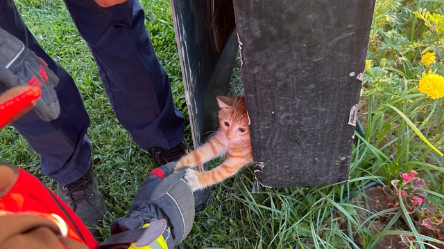 Balıkesir'de otomobilin kaputu ve reklam tabelasına giren kedi yavrularını itfaiye kurtardı