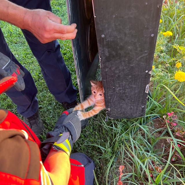 Balıkesir'de otomobilin kaputu ve reklam tabelasına giren kedi yavrularını...