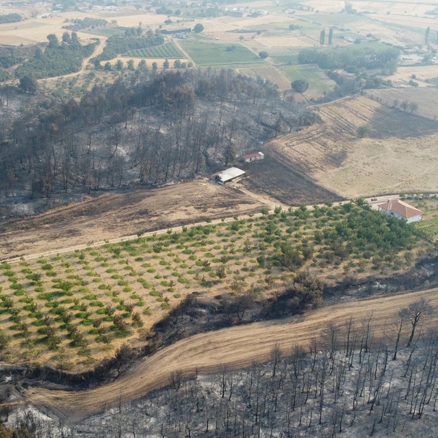 Gelibolu yangınından etkilenmeyen ceviz bahçesi dronla görüntülendi