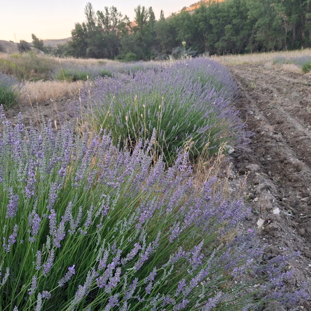 Köy muhtarı lavantayla köyüne örnek olmak istiyor