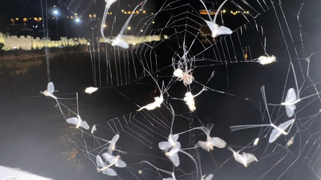 Ardahan'da avlanan bir örümcek görüntülendi