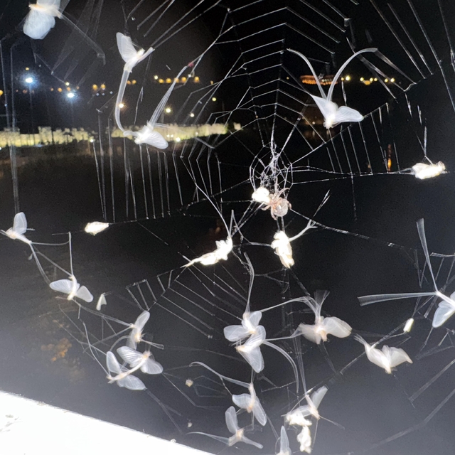 Ardahan'da avlanan bir örümcek görüntülendi