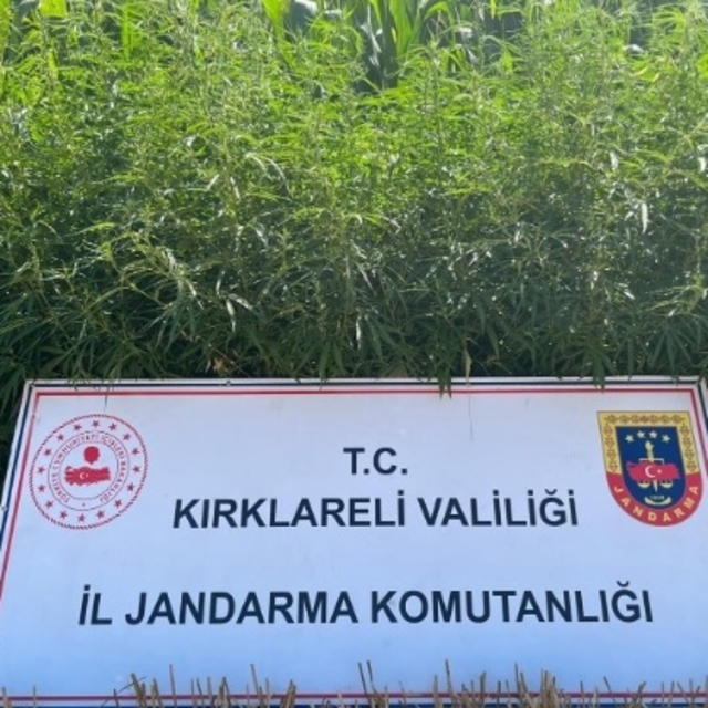 Kırklareli'nde 754 bin 84 kök Hint keneviri ele geçirildi