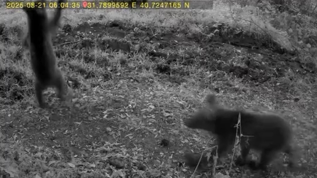 Bozayı ve 3 yavrusu fotokapan kamerasında