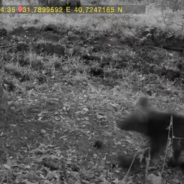 Bozayı ve 3 yavrusu fotokapan kamerasında