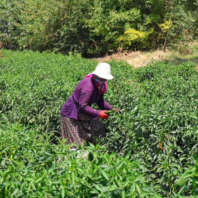 Iğdır'da sebze ve meyve üretiminin yükünü kadın tarım işçileri çekiyor