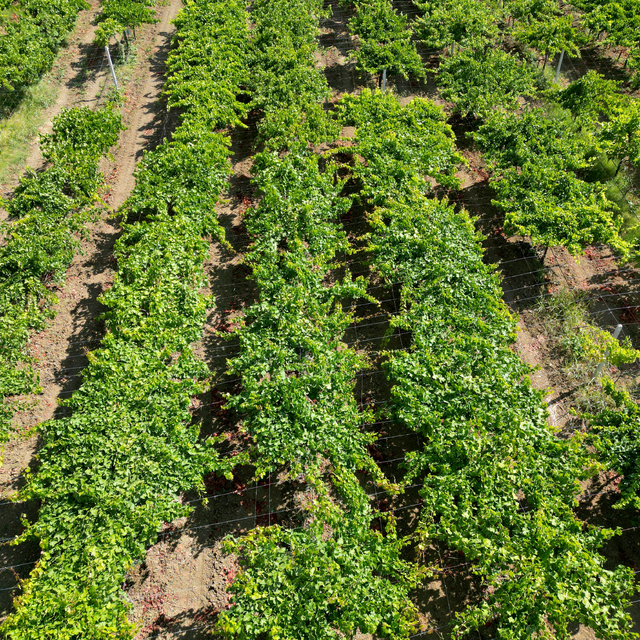 Tekirdağ'da tescilli "Süleymanpaşa beyazı" üzümünde hasat başladı