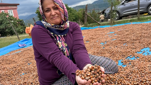 Ordu'da üreticilerin fındık kurutma mesaisi başladı