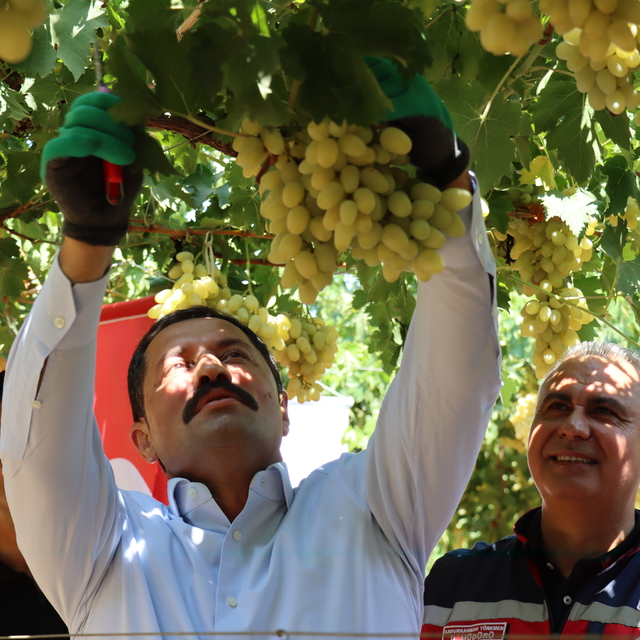 Hatay Hassa'da üretilen üzümün hasadına başlandı