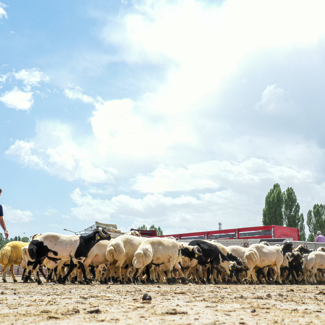 Van'da karantina tedbirlerinin kaldırılmasıyla hayvan pazarı yeniden açıldı