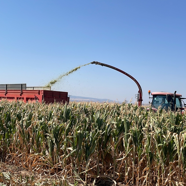 Amasya'da silajlık mısır hasadı başladı