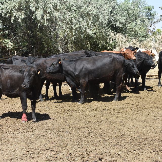 Gümüşhane'de Kırsalda Bereket Hayvancılığa Destek Projesi çalışmaları sürüy...