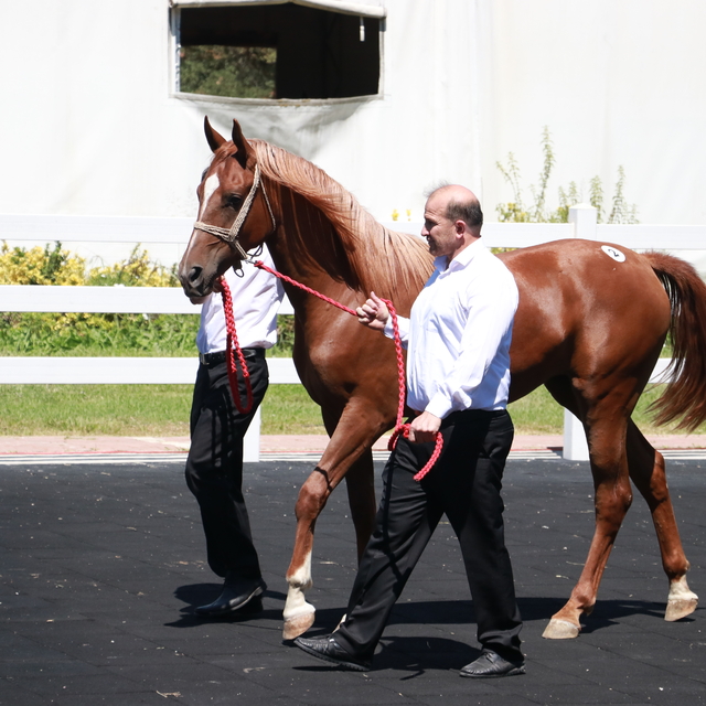 TİGEM, 58 tayın satışından 25 milyon 225 bin lira gelir elde etti