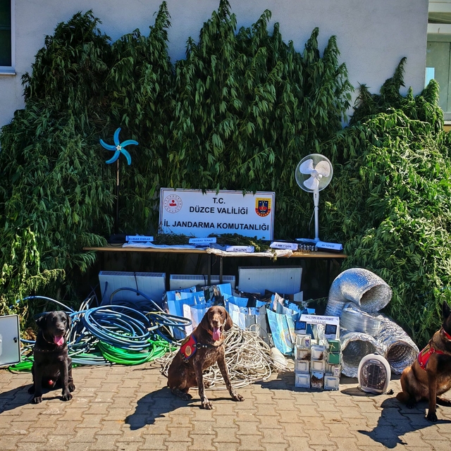 Düzce'de kenevir yetiştirdiği fotokapanla tespit edilen şüpheli gözaltına a...