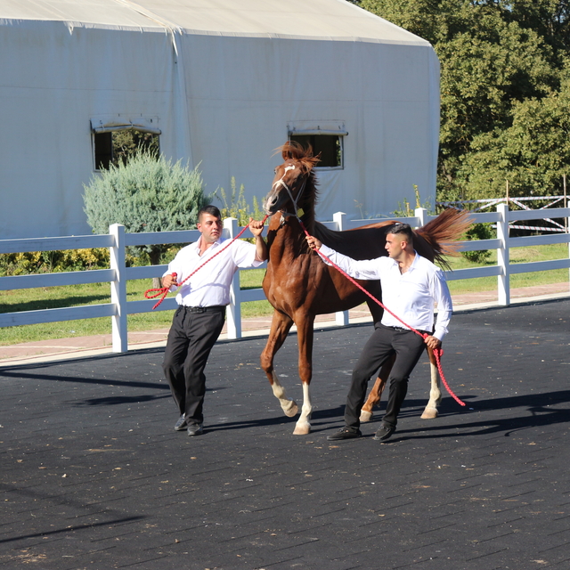 TİGEM'in en yüksek bedelli satışı 1 milyon 370 bin TL ile 'Zergüzüm tay' ol...