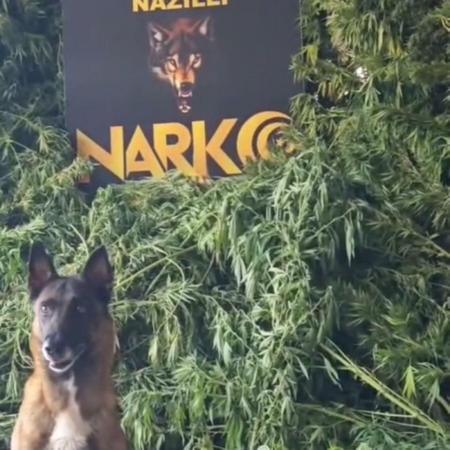 İki evinde uyuşturucu bulunan şüpheli tutuklandı