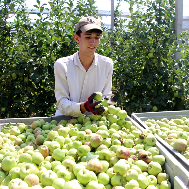 Isparta'da elmada don kaybı yüzde 30'u buldu; rekolte beklentisi 900 bin to...