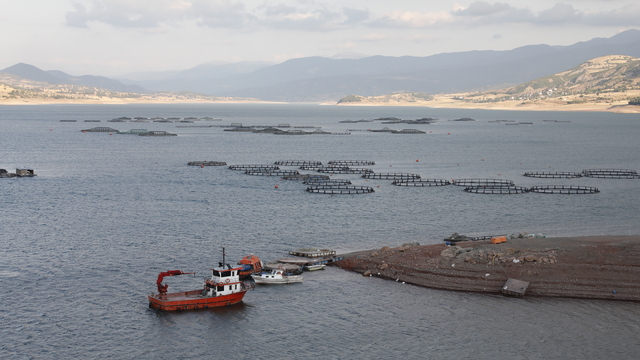 Tokat'tan Norveç, Hollanda, Rusya ve Japonya'ya balık ihracatı