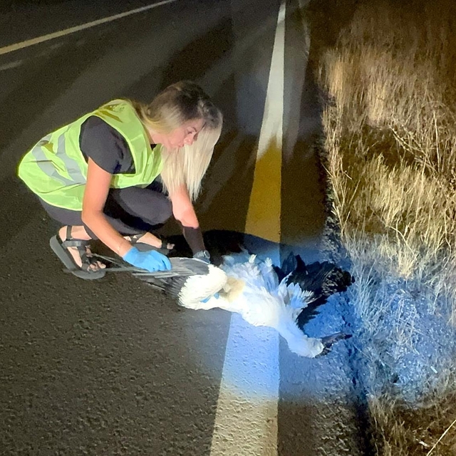 Tekirdağ'da 15 leylek elektrik akımına kapıldı