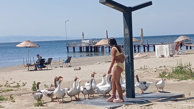 'Şartlı tahliye' edilen kazlar sahile inip, tatilcilerle duş alıyor