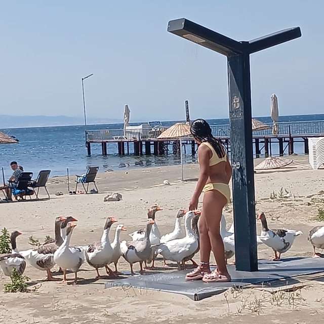 'Şartlı tahliye' edilen kazlar sahile inip, tatilcilerle duş alıyor