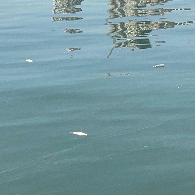 İzmir Körfezi'nde pis koku sürerken, balık ölümleri de başladı