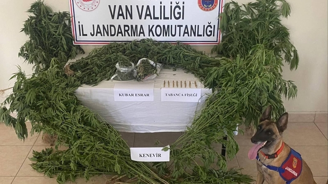 Evin çatısını kenevir tarlasına dönüştürdü