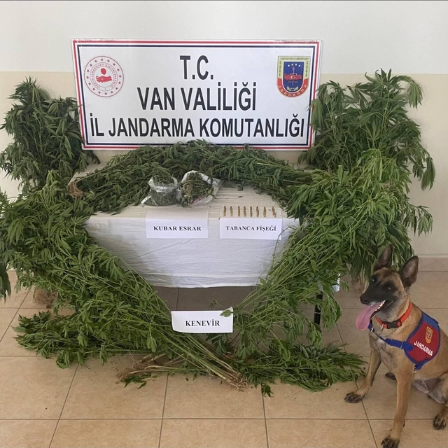 Evin çatısını kenevir tarlasına dönüştürdü