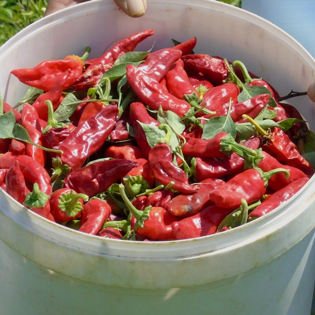 Gaziantep'te sofralık kırmızı biber hasadı başladı