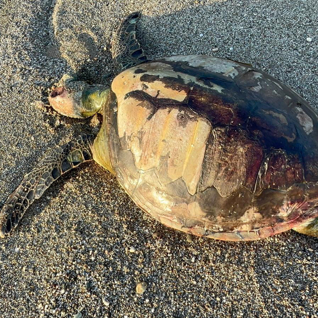 Yeşil deniz kaplumbağası ölüsü sahile vurdu