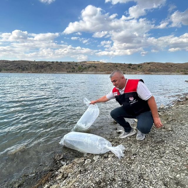 Çankırı'da iç sulara 626 bin sazan yavrusu bırakıldı