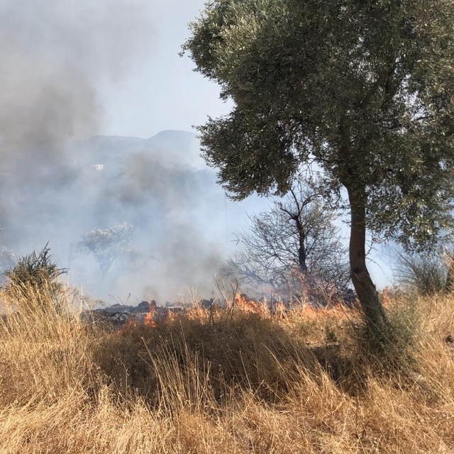 Bodrum'da zeytinlik ve otluk alanda çıkan yangın söndürüldü