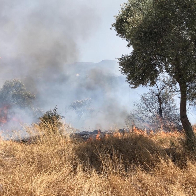 Bodrum'daki yangında 10 dönüm alan zarar gördü