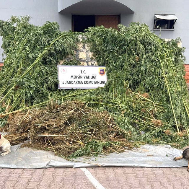 Mersin'de bahçesinde Hint keneviri yetiştiren zanlı tutuklandı