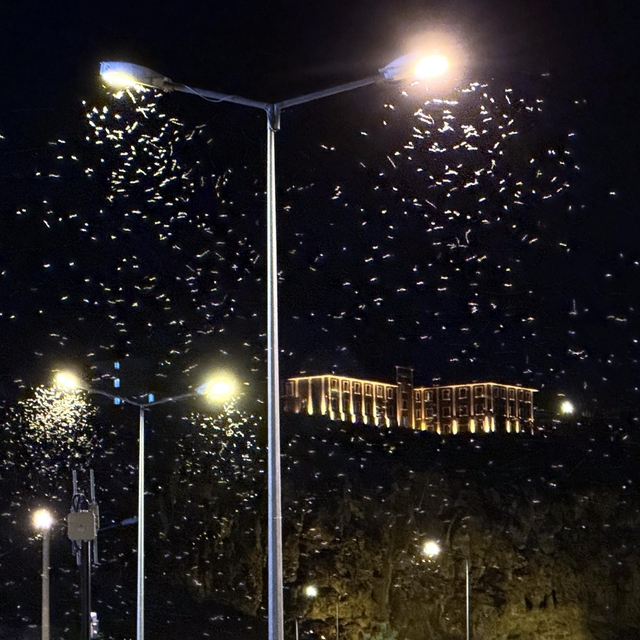 Ardahan'da sineklerin "ölüm dansı" sürüyor