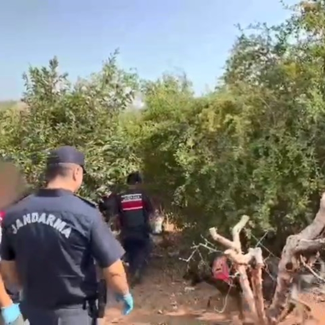 Bahçesini kenevir tarlasına çeviren şüpheli tutuklandı