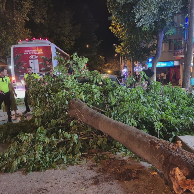 Edirne'de devrilen ağaç otomobil ve minibüse zarar verdi