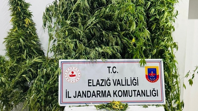 Elazığ'da bir serada Hint keneviri ve esrar ele geçirildi