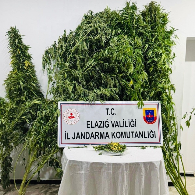 Elazığ'da bir serada Hint keneviri ve esrar ele geçirildi