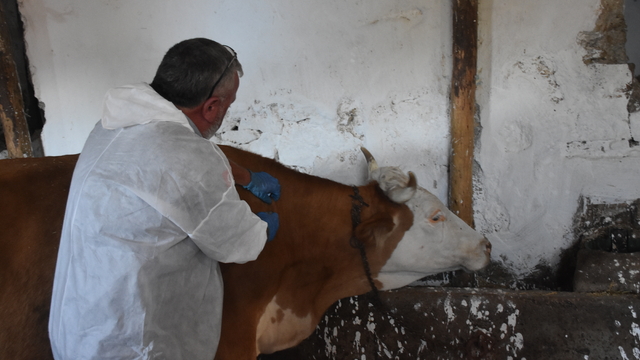 Gümüşhane'de şap hastalığıyla mücadele sürüyor
