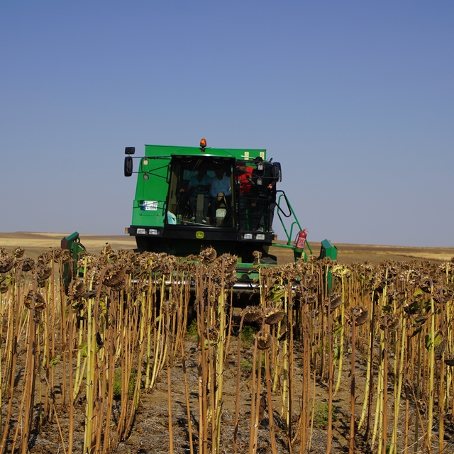 Edirne'de ayçiçeğinin kuraklığa dayanıklılığını ölçmek için 3 farklı yöntem...