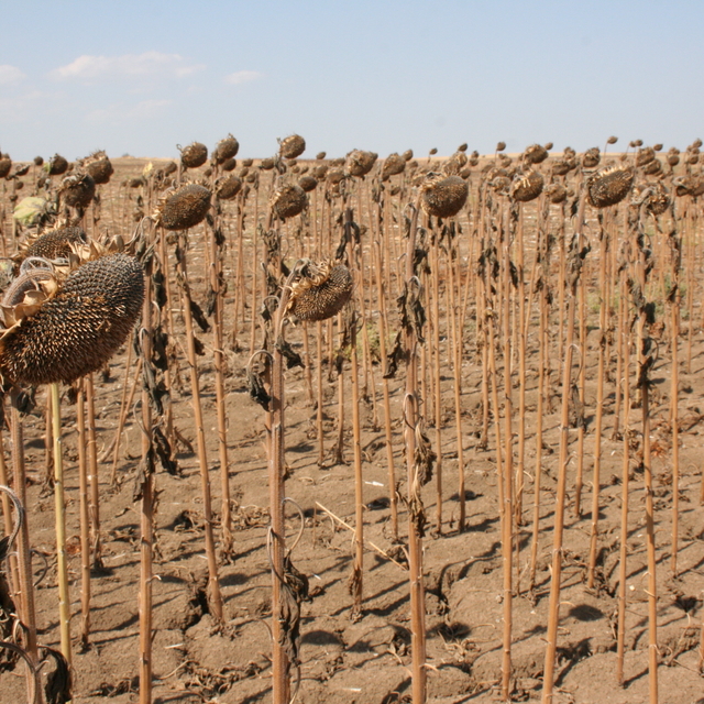 Edirne'de farklı tarihlerde ve ekim yöntemleriyle test edilen ayçiçekleri h...