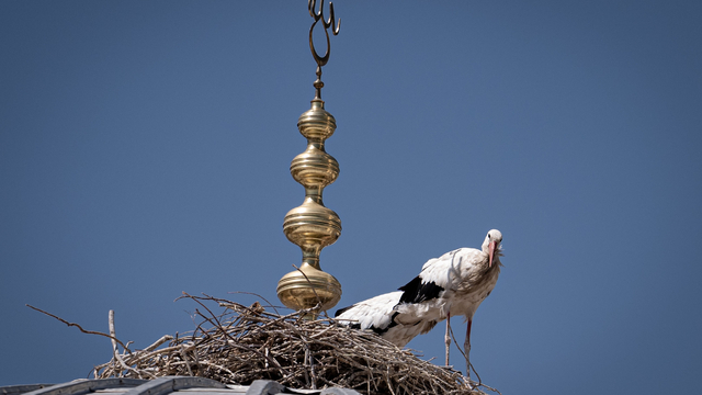 Leylekler cami kubbesindeki "alem"in altını mesken tuttu